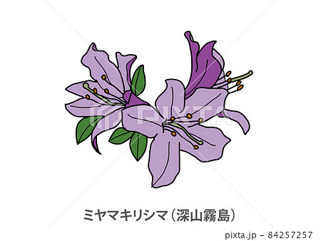【県花】ミヤマキリシマ（深山霧島）鹿児島県