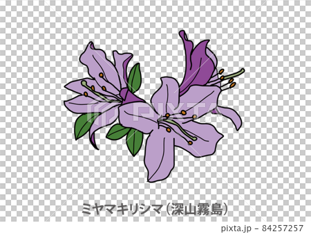 【縣花】美山霧島（Miyama Kirishima）鹿兒島縣 84257257