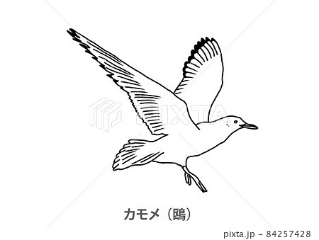 県鳥】カモメ（鴎）神奈川県－線画のイラスト素材 [84257428] - PIXTA