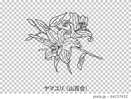 【県花】ヤマユリ(山百合)神奈川県-線画 【県花】ヤマユリ(山百合)神奈川県-線画 84257432