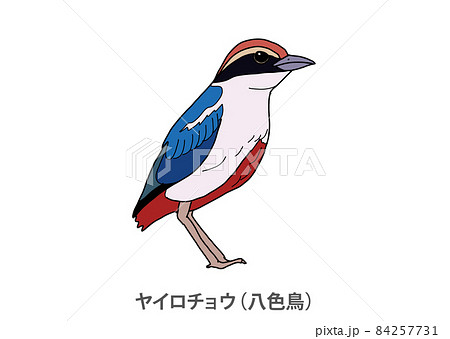 【県鳥】ヤイロチョウ（八色鳥）高知県