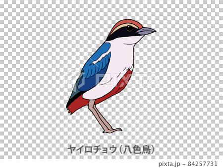 【県鳥】ヤイロチョウ（八色鳥）高知県 84257731