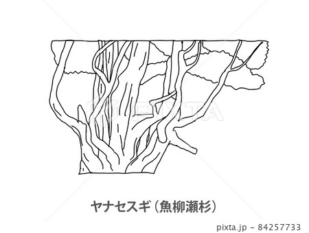 県木 ヤナセスギ 魚柳瀬杉 高知県 線画のイラスト素材