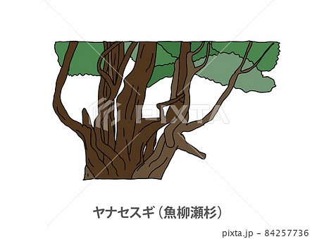 【県木】ヤナセスギ(魚柳瀬杉)高知県 【県木】ヤナセスギ(魚柳瀬杉)高知県 84257736