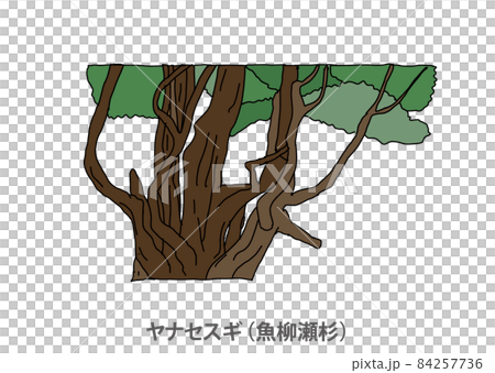 【県木】ヤナセスギ(魚柳瀬杉)高知県 【県木】ヤナセスギ(魚柳瀬杉)高知県 84257736
