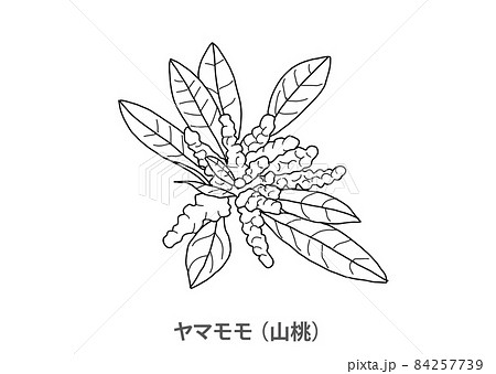 県花 ヤマモモ 山桃 高知県 線画のイラスト素材