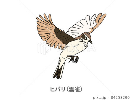 県鳥 ヒバリ 雲雀 熊本県のイラスト素材