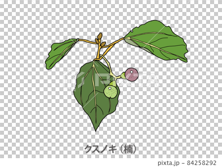 【県木】クスノキ（楠）熊本県 84258292