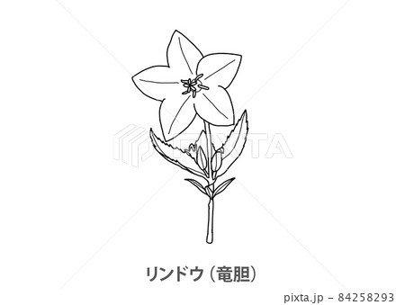 県花】リンドウ（竜胆）熊本県－線画のイラスト素材 [84258293] - PIXTA