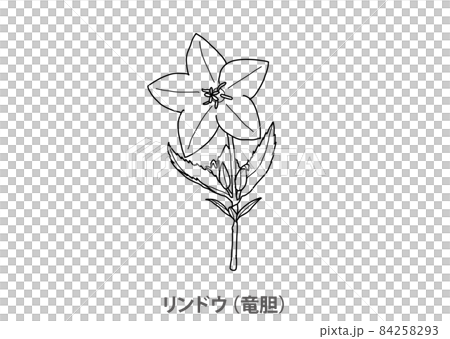 【縣花】龍膽（龍二）熊本縣-線描 84258293