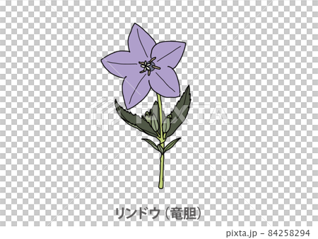[Prefectural flower] Gentiana scabra (Ryubori) Kumamoto prefecture 84258294