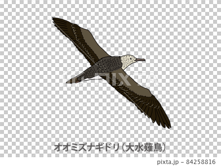 県鳥 オオミズナギドリ 大水薙鳥 京都府のイラスト素材