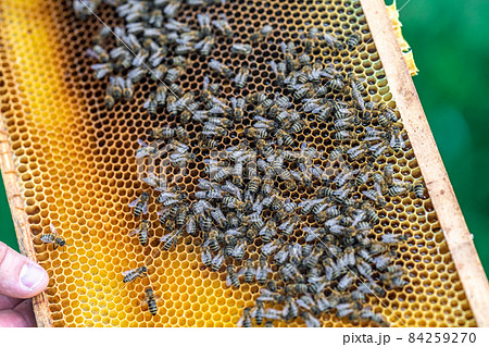 wax frame in bee hive, honey production 84259270