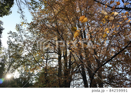 白く光り輝く太陽と青空と白む空と黄色く色づくカツラの大樹と緑の樹々の森の風景 84259991