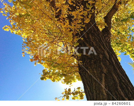 イチョウの木(横浜にて11月撮影) イチョウの木(横浜にて11月撮影) 84260601