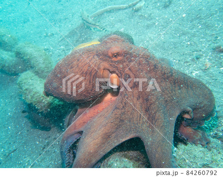 ワモンダコ 84260792