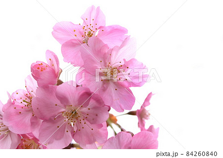 カワズザクラ カワズザクラ 84260840