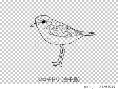 【縣鳥】肯特鴴(白鴴)三重縣線描 【縣鳥】肯特鴴(白鴴)三重縣線描 84261035