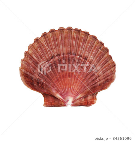 Atlantic Deep Sea Scallop shell on white with clipping path 84261096