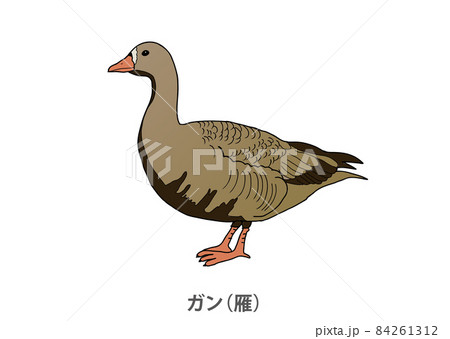 県鳥 ガン 雁 宮城県のイラスト素材