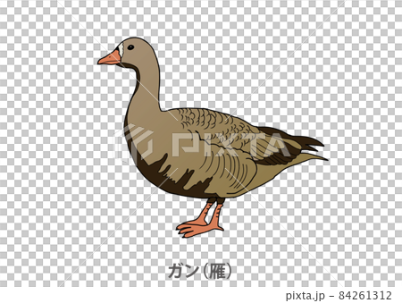 【県鳥】ガン（雁）宮城県 84261312