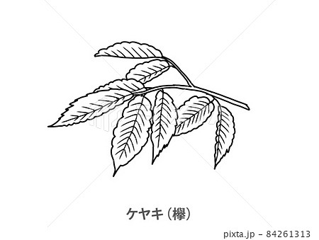 県木 ケヤキ 欅 宮城県 線画のイラスト素材