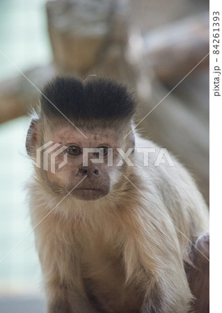 正直者 正直者 84261393