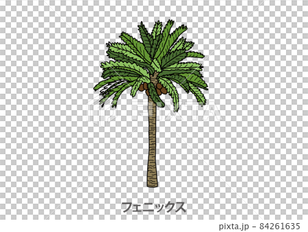 [Prefectural tree] Phoenix Miyazaki Prefecture 84261635