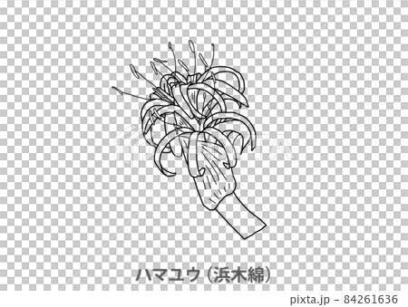 [Prefectural flower] Hamayu (Hama cotton) Miyazaki Prefecture-Line drawing 84261636