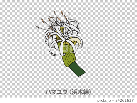 【縣花】Hamayu(濱棉)宮崎縣 【縣花】Hamayu(濱棉)宮崎縣 84261637