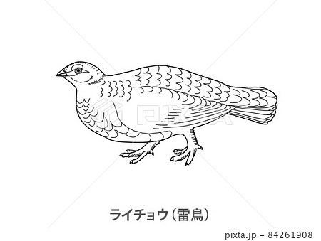 【県鳥】ライチョウ（雷鳥）長野県－線画