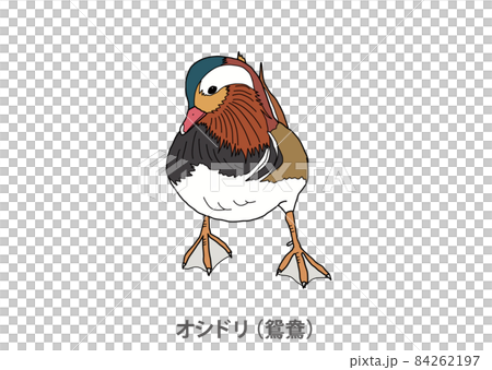【県鳥】オシドリ（鴛鴦）長崎県 84262197