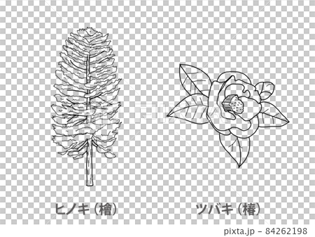 【県木】ヒノキ（檜）ツバキ（椿）長崎県－線画 84262198