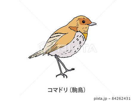 【県鳥】コマドリ（駒鳥）奈良県
