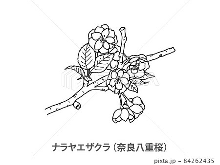 【県花】ナラヤエザクラ（奈良八重桜）奈良県－線画