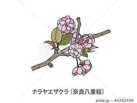 【県花】ナラヤエザクラ（奈良八重桜）奈良県