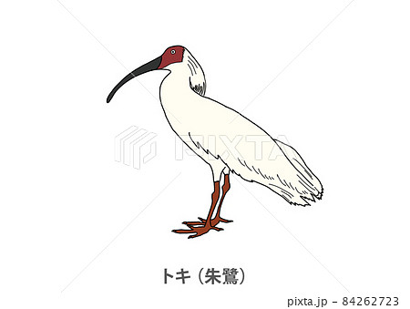【県鳥】トキ（朱鷺）新潟県