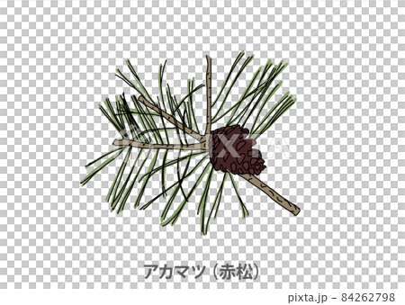 【県木】アカマツ(赤松)岡山県 【県木】アカマツ(赤松)岡山県 84262798