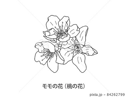 県花】モモの花（桃の花）岡山県－線画のイラスト素材 [84262799] - PIXTA