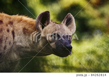 close up face of hyena  and eye looking to hunting 84262814