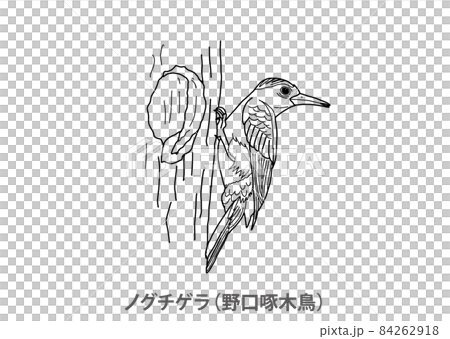 【県鳥】ノグチゲラ(野口啄木鳥)沖縄県-線画 【県鳥】ノグチゲラ(野口啄木鳥)沖縄県-線画 84262918