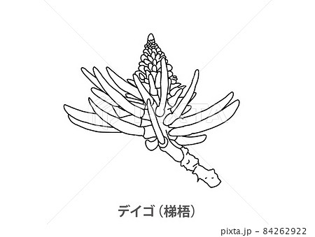 【県花】デイゴ(梯梧)沖縄県-線画 【県花】デイゴ(梯梧)沖縄県-線画 84262922