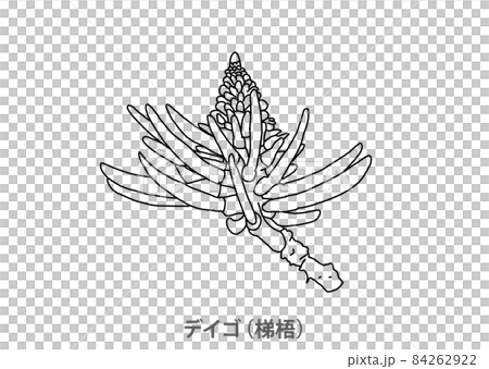 【県花】デイゴ(梯梧)沖縄県-線画 【県花】デイゴ(梯梧)沖縄県-線画 84262922