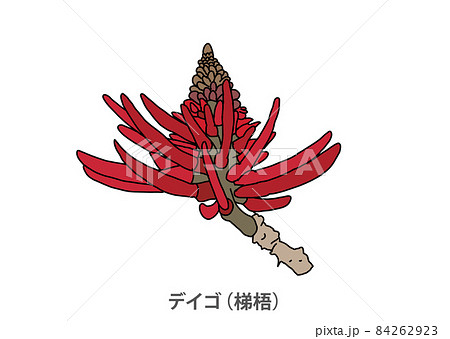【県花】デイゴ(梯梧)沖縄県 【県花】デイゴ(梯梧)沖縄県 84262923