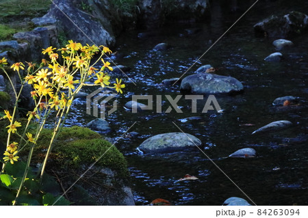 小川　水の流れとツワブキの花 84263094