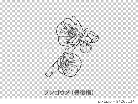 [縣花]文後梅（文後梅）大分縣線描 84263134