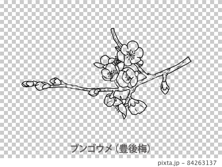 [縣樹]文後梅（文後梅）大分縣線描 84263137