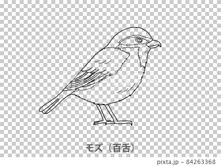 【縣鳥】伯勞（百舌）大阪府-線描 84263368