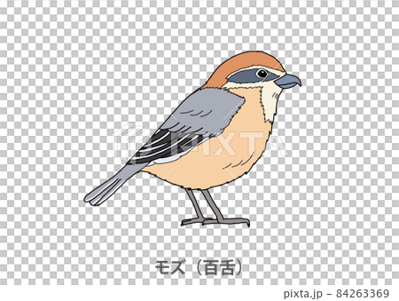 【縣鳥】伯勞（百舌）大阪府 84263369