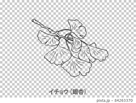 【縣樹】銀杏（Ginkgo）大阪府-線描 84263370